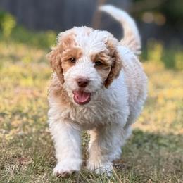 Scallywag - Parti male Goldendoodle puppy in Angier, North Carolina from A Breed Above Kennels