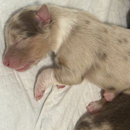 Australian Shepherd Puppies from francoise Long