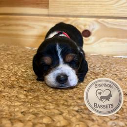 Red - Black white and brown male Basset Hound puppy in Chipley, Florida from Brannon Bassets