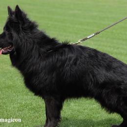 German Shepherds from von der Benedikt GSD