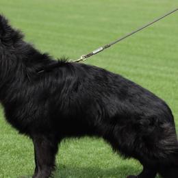 German Shepherds from von der Benedikt GSD