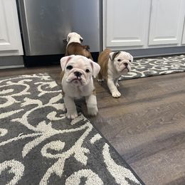 Bulldog Puppies from Simpkins' Southern Bulldogs