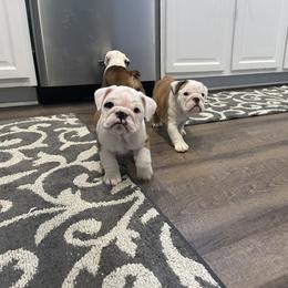 Bulldog Puppies from Simpkins' Southern Bulldogs
