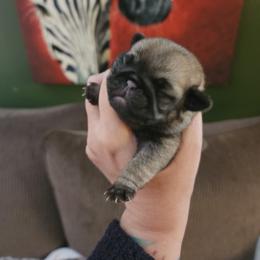 Fawn girl puppy 4 - Fawn female Pug puppy in Tacoma, Washington from Precious Princess Pugs