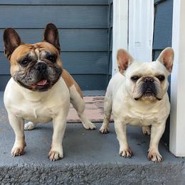 French Bulldog puppies from Pleasant Valley French Bulldogs