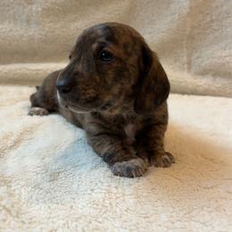 Beta - Brindle male Dachshund puppy in Shelley, Idaho from Journey’s End Dachshunds