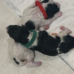 Green collar puppy - male Newfypoo puppy in Fairfield, California from Twin Sisters Doodles