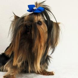 Yorkshire Terriers from Babydoll yorkies