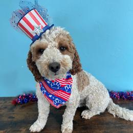 Cash - Parti male Goldendoodle puppy in Pendleton, Oregon from Blushing Doodles