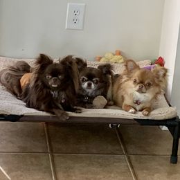 Chihuahuas from KG Blue Chihuahua