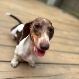 June - Fawn (isabella) and tan female Dachshund puppy in Indian Trail, North Carolina from Hilda’s Teenie Weenies