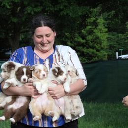 Australian Shepherd Puppies from Starlit Grove Australian Shepherds
