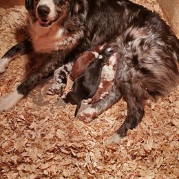Australian Shepherd Puppies from Brouillard Farm