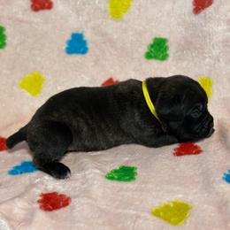 Yellow Collar R - Black brindle male Cane Corso puppy in Paris, Texas from Knucklehead Cane Corso