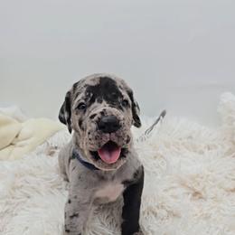 Mayor - Merle male Great Dane puppy in Caldwell, Idaho from Miner's Dynamic Danes
