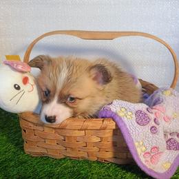 Melstone - Sable male Pembroke Welsh Corgi puppy in Ellensburg, Washington from Faery Mount Farm