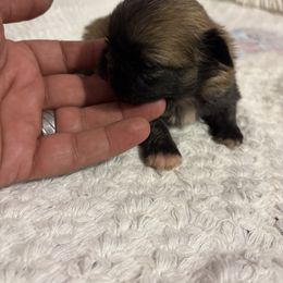 Pekingese and Poodle Puppies from Dogs lovers