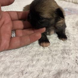 Pekingese and Poodle Puppies from Dogs lovers