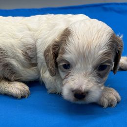 Troy - Cream male Cavapoo puppy in Burke, New York from Patti’s Puppies