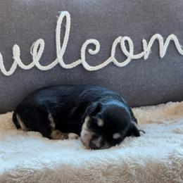 Chandler Duke Williams - Black and silver male Miniature Schnauzer puppy in Auburn, Georgia from Very Special Mini Schnauzers