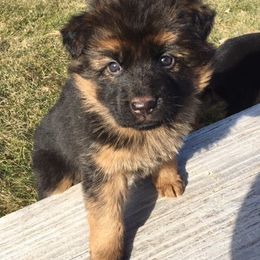 German Shepherd Puppies from Zeder Kamme German Shepherds