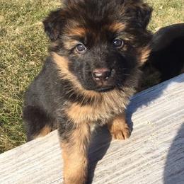 German Shepherd Puppies from Zeder Kamme German Shepherds