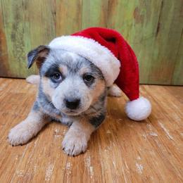 Pink Collar - Willow Grace - Blue female Australian Cattle Dog puppy in Riverton, Utah from Rundown Ranch Cattle Dogs