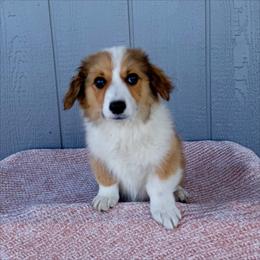Cash - White and red male Pembroke Welsh Corgi puppy in Mc Cammon, Idaho from Sunny J Corgis and Mini Americans
