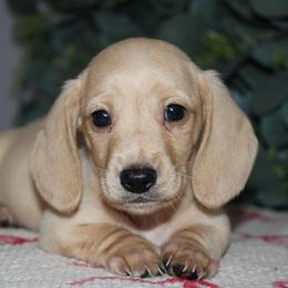 Malfoy - Cream male Dachshund puppy in Mountain Home, Arkansas from Wood's miniature Dachshunds