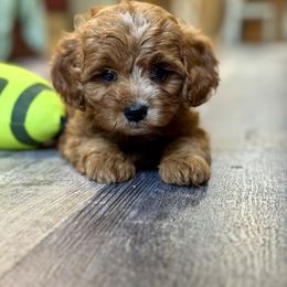 Payton - Red male Cavapoo puppy in Macomb, Missouri from Hunter's Puppies