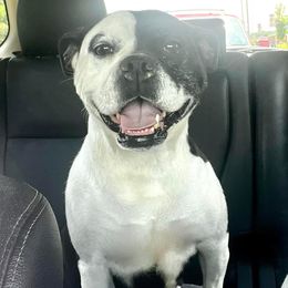 Val - Alapaha Blue Blood Bulldog