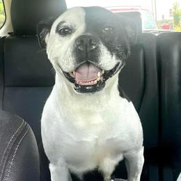 Val - Alapaha Blue Blood Bulldog