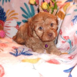 Cavachon, Cavalier King Charles Spaniel, Cavapoo, and Cocker Spaniel Puppies from Walnut Grove Cavaliers