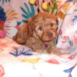 Cavachon, Cavalier King Charles Spaniel, Cavapoo, and Cocker Spaniel Puppies from Walnut Grove Cavaliers