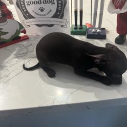 Black beauty - Black female Chihuahua puppy in Las Vegas, Nevada from Quality Poms Chihuahua Yorkies of Las vegas