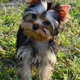Biewer Terrier, Chinese Crested, and Yorkshire Terrier Puppies from FronkLinn Kennel