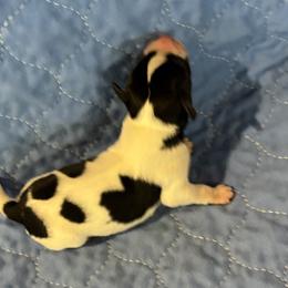 Woodrow - Black white and tan male Rat Terrier puppy in Savoy, Texas from Rockin EZ Rat Terriers