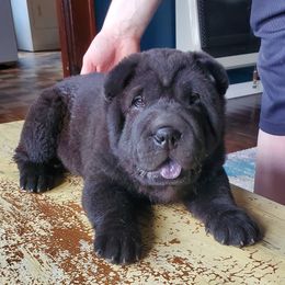Chinese Shar-Pei from JoShel’s Silver Lined Wrinkles and Tails