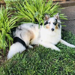 AvaJade - Shetland Sheepdog