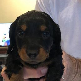 Dachshund Puppies from Deaton’s Doxies