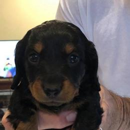 Dachshund Puppies from Deaton’s Doxies