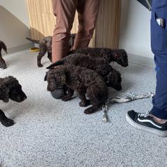 Curly-Coated Retriever Puppies from Betacoil Curly Coated Retrievers