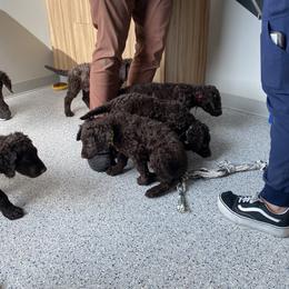 Curly-Coated Retriever Puppies from Betacoil Curly Coated Retrievers