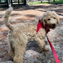 Girl 3, Baby - Schnoodle puppy from Giselle’s Pups: Giant Schnauzer/Standard Poodles