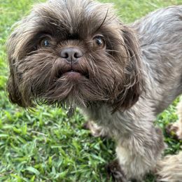Winston - Shih Tzu