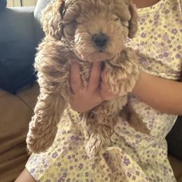 Ted - Apricot male Assorted Doodle Crosses puppy in San Jacinto, California from Goldens and Doodles