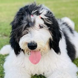 Mia - Sheepadoodle