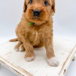 Snickers - Red  male Goldendoodle puppy in Sunman, Indiana from Brunsman Country Doodles LLC