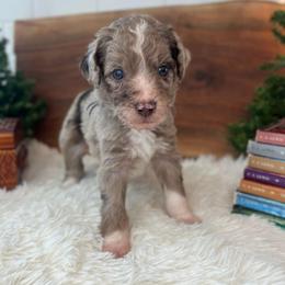 Peter - White and red merle male Bordoodle puppy in Valley Center, California from Circle R Valley Bordoodls
