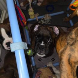 Peach girl - Brindle female Boxer puppy in Titusville, Florida from Saskobox